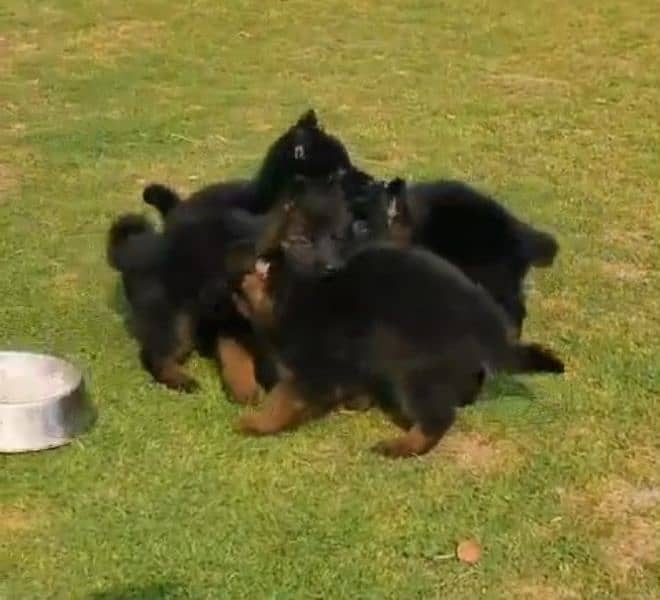 German shepherd Long Coat Male & Female puppy 03287625932WhatsApp 1