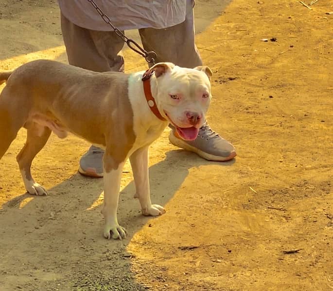 American Pitbull Male 0