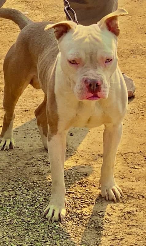 American Pitbull Male 1