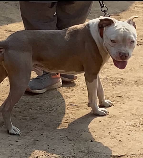 American Pitbull Male 2