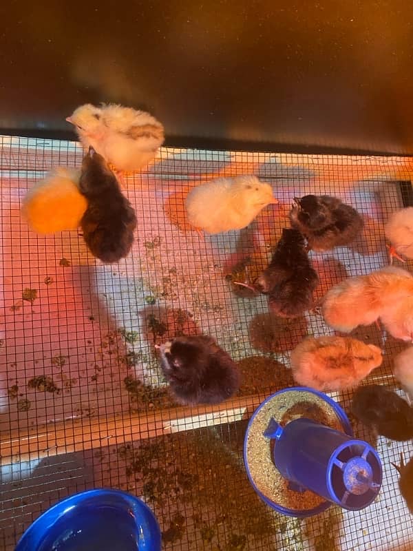 Golden Misri Chicks for sale 1