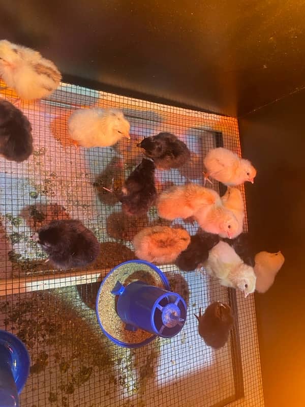 Golden Misri Chicks for sale 2