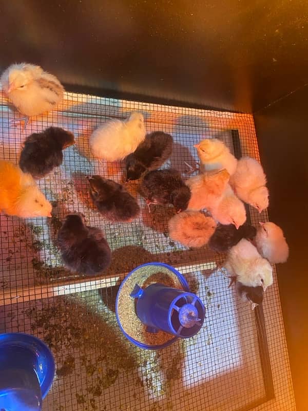 Golden Misri Chicks for sale 3