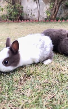 netherland drawf bunnies for sale