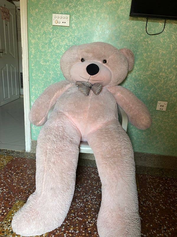 beautiful cute teddy for sell 1