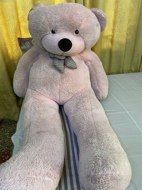 beautiful cute teddy for sell 2