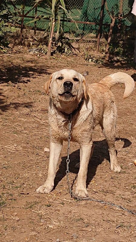 Labrador Dog pair for sale 0