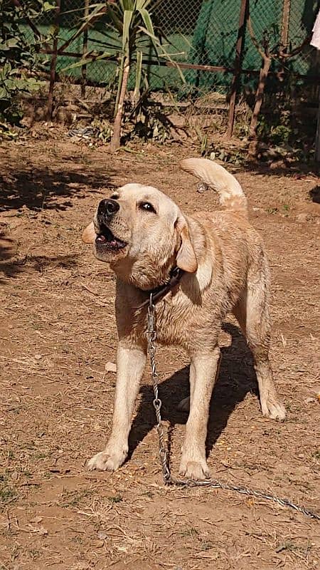 Labrador Dog pair for sale 2