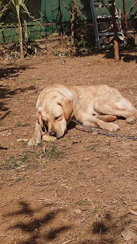 Labrador Dog pair for sale 4