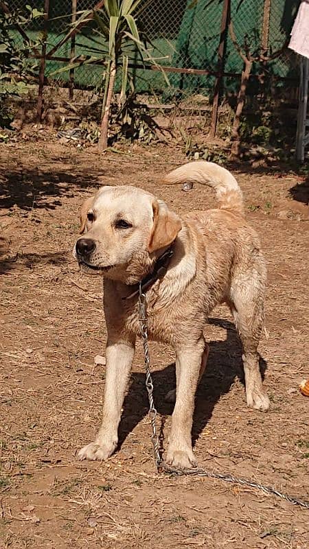 Labrador Dog pair for sale 5