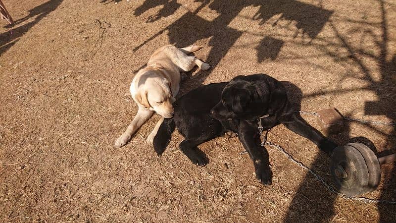 Labrador Dog pair for sale 8