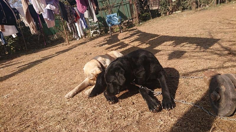 Labrador Dog pair for sale 9