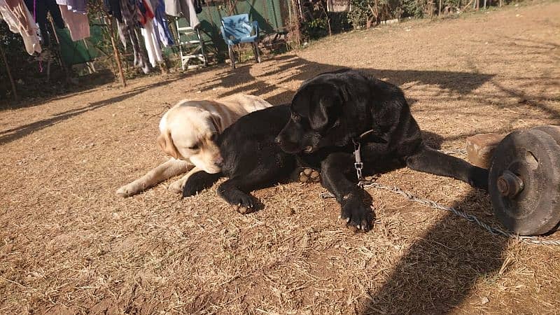 Labrador Dog pair for sale 10