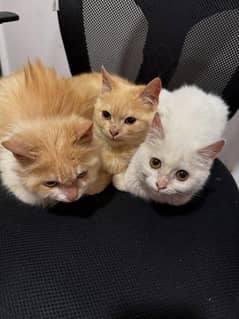 6 months old kittens (triplets)