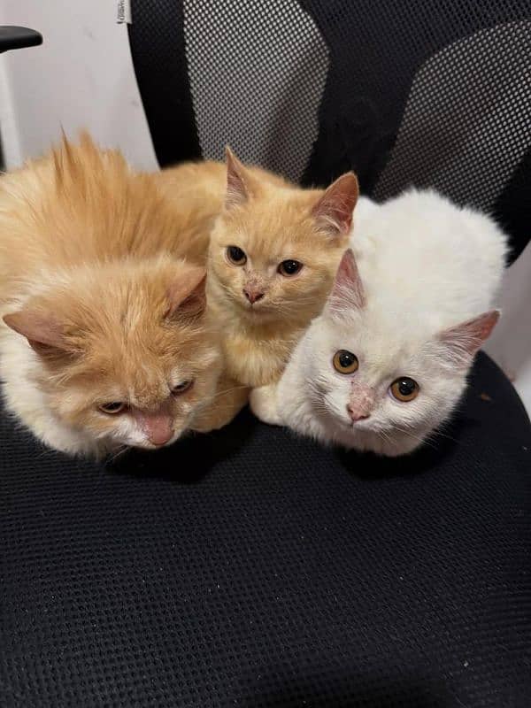 6 months old kittens (triplets) 0