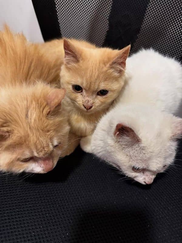 6 months old kittens (triplets) 1