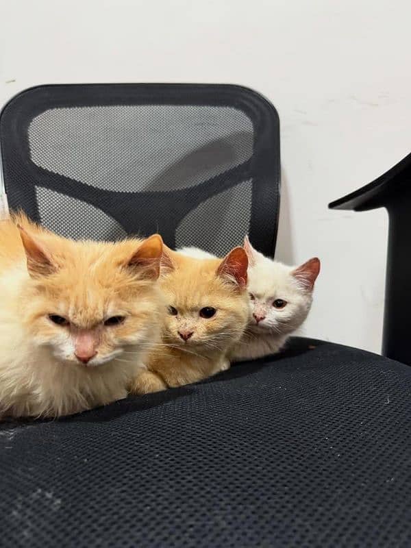 6 months old kittens (triplets) 2