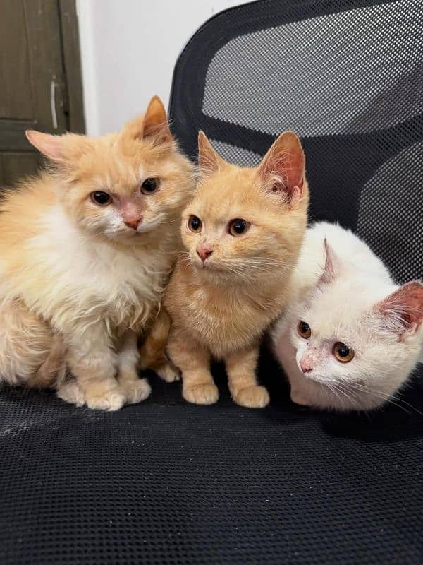 6 months old kittens (triplets) 3