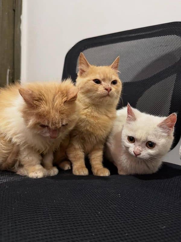 6 months old kittens (triplets) 4