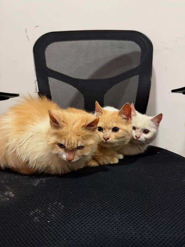 6 months old kittens (triplets) 5