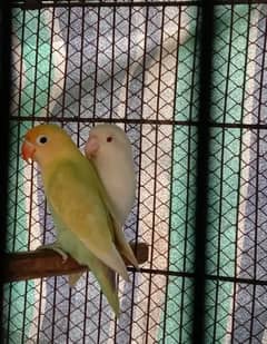 Love Birds