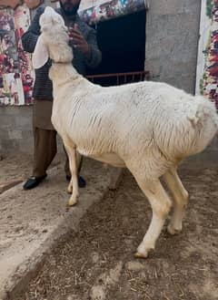 Dumba || Sheep || Pure Turkey Dumba || Chakki Dumba for sale