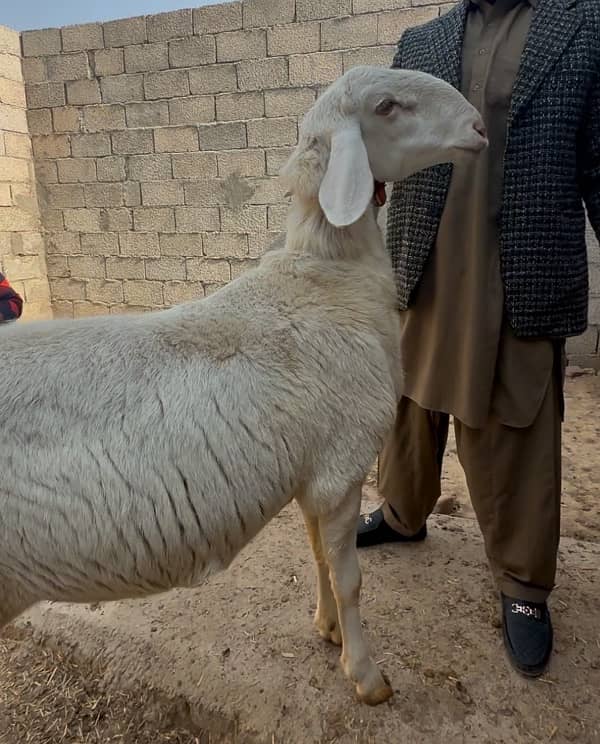 Dumba || Sheep || Pure Turkey Dumba || Chakki Dumba for sale 1