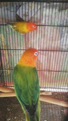 love birds breeder pair available