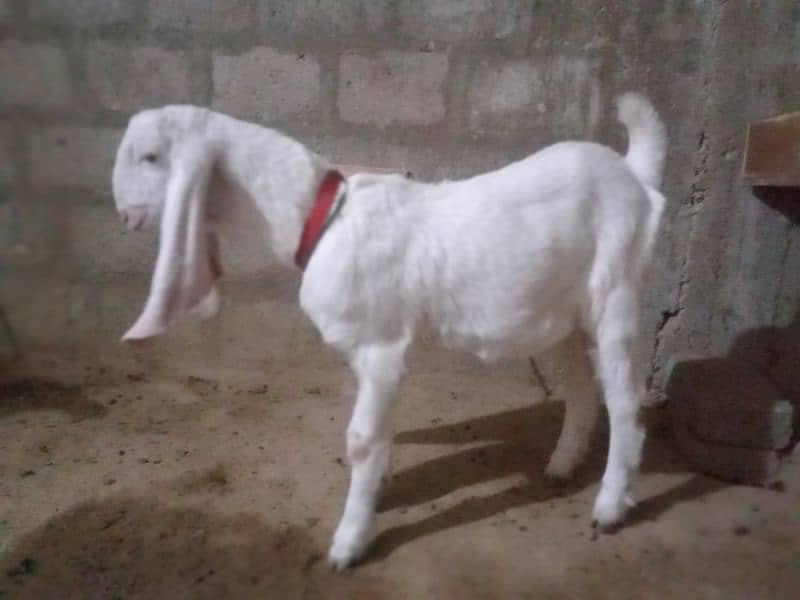 gulabi mundi bakri 0