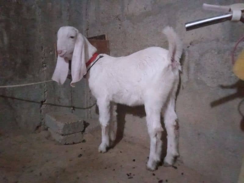 gulabi mundi bakri 3