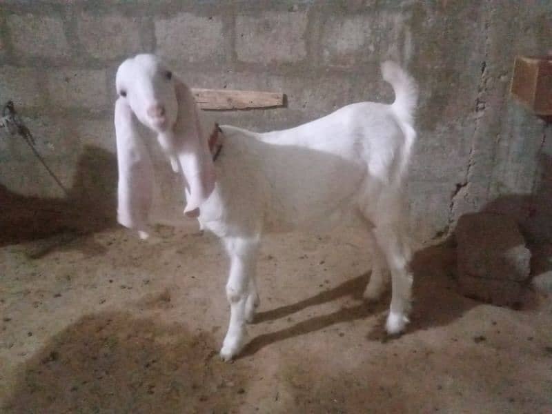 gulabi mundi bakri 4