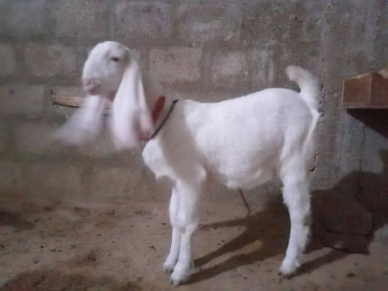 gulabi mundi bakri 5