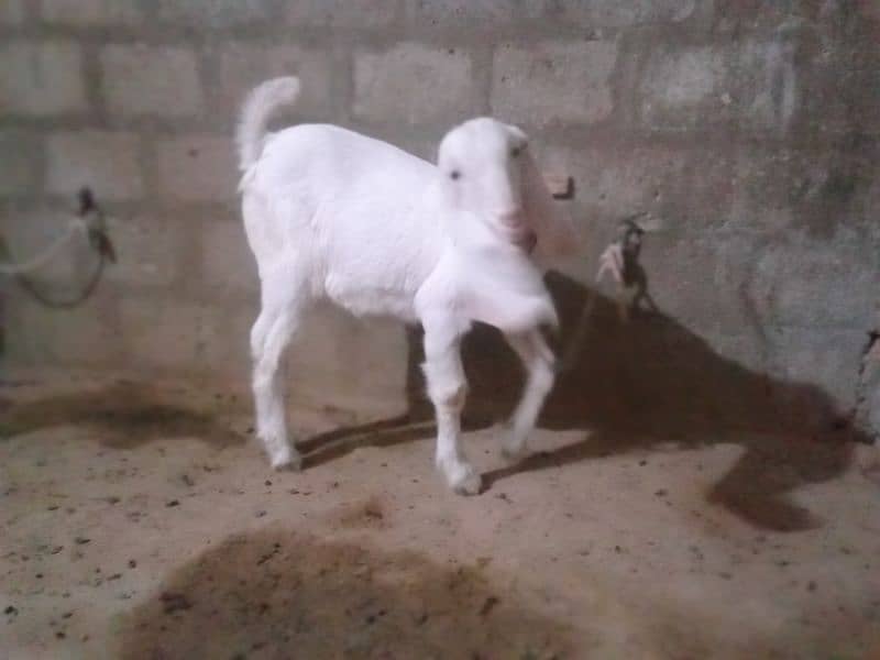 gulabi mundi bakri 9