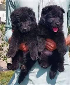 topline show class quality black gsd proper long coat pair for sale