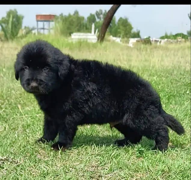 topline show class quality black gsd proper long coat pair for sale 1