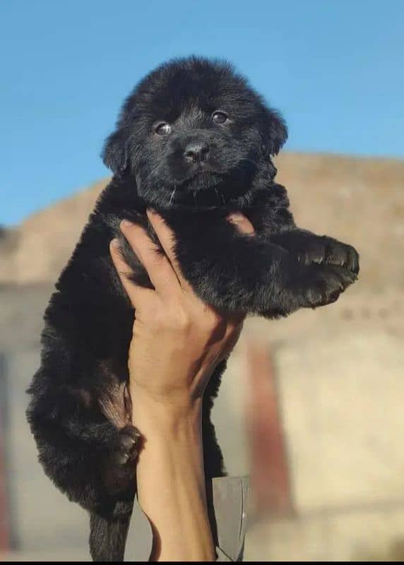 topline show class quality black gsd proper long coat pair for sale 3