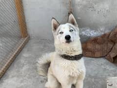 Husky