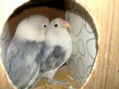 African Grey Opaline Love Bird