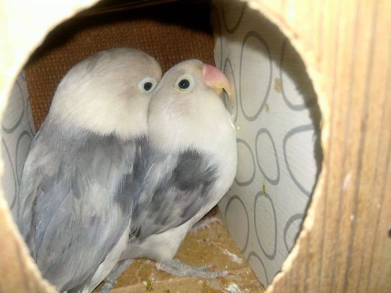 African Grey Opaline Love Bird 0