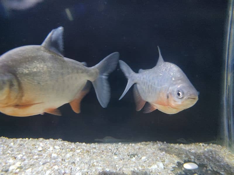 Red Belly Pacu 0