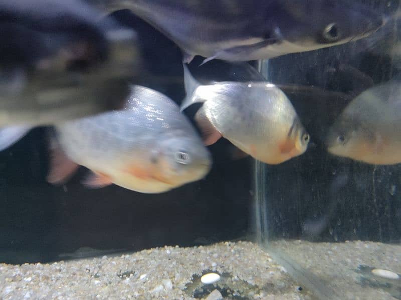 Red Belly Pacu 2