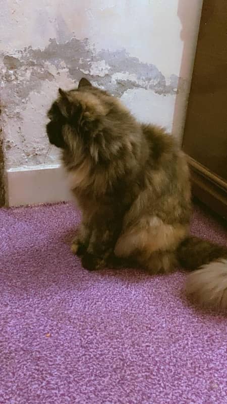 punch pace persian cat 3