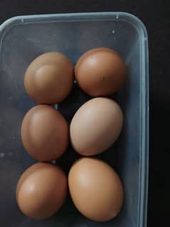 Eggs for sale per dozen. . RS 400/-