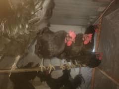 Australorp Male female