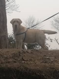 Supreme British Labradour Female