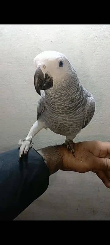 african grey female afrecan gray afrikan gry 0