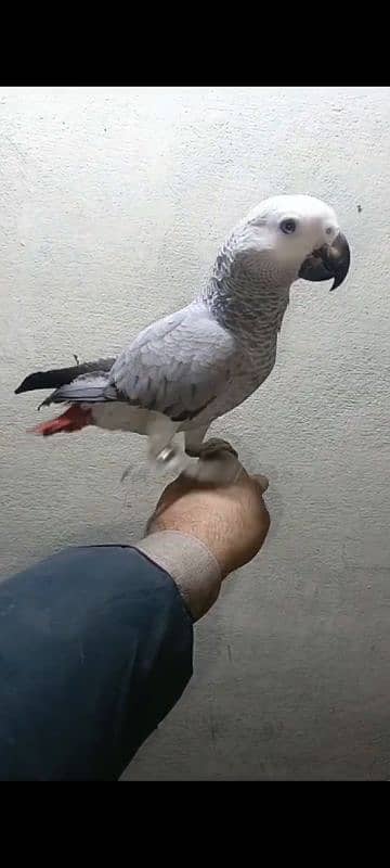 african grey female afrecan gray afrikan gry 1