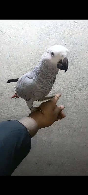 african grey female afrecan gray afrikan gry 2