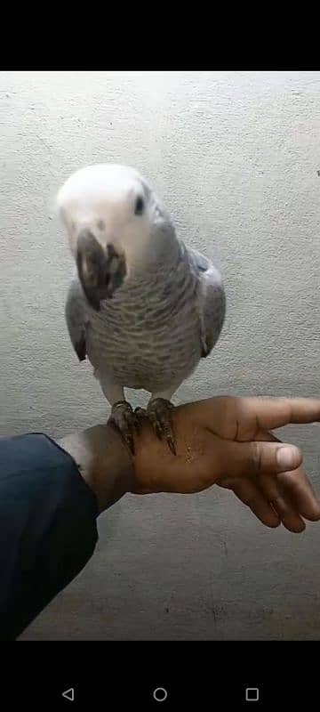 african grey female afrecan gray afrikan gry 3