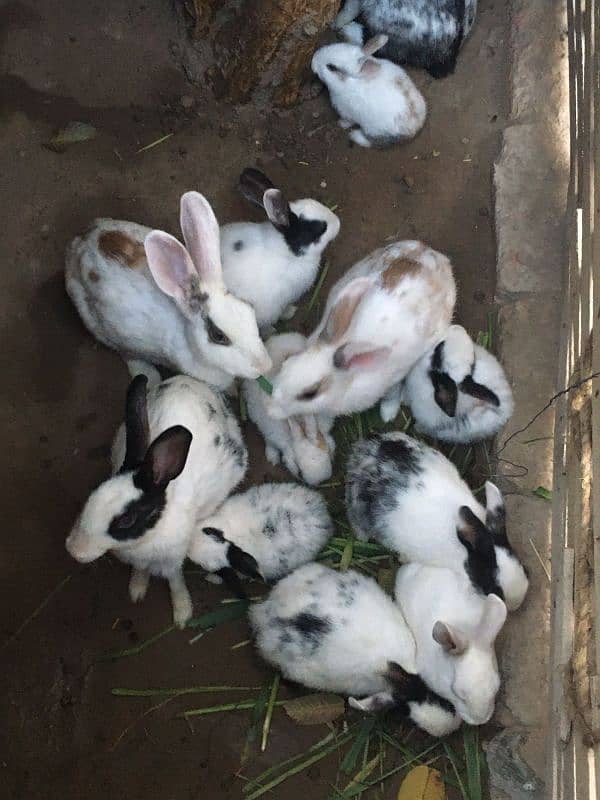 Rabbits 2